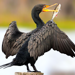 The Cormorant