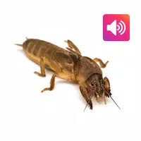 Mole cricket: Sound,Ringtone