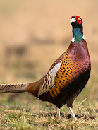 Pheasant sounds স্ক্রিনশট 0