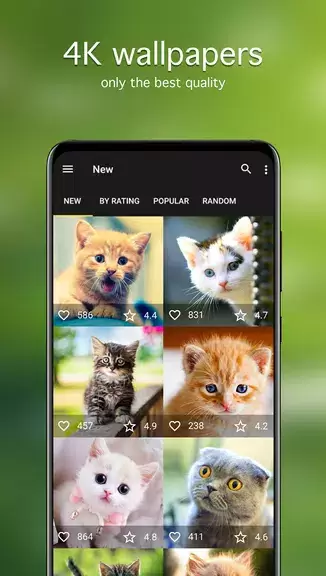 Papéis de parede com gatos 4K Captura de tela 1